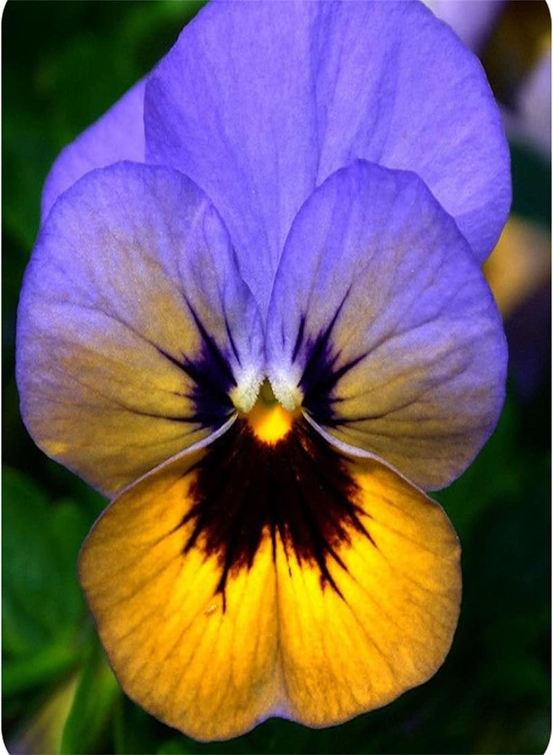 GGOOT Pansy Seeds UK/Pansy Plug Plants Garden Ready/Can Be Preserved/Garden Gift Kit/Enjoy Fun of Planting-300 pcs - Image 1