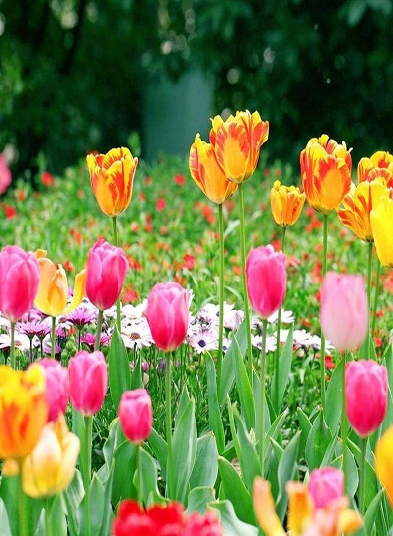 جي جوت كيس واحد من بذور توليب، مزيج صغير مفيد من بذور نباتات الزهور الزخرفية الجميلة، بذور توليب حمراء - Image 2