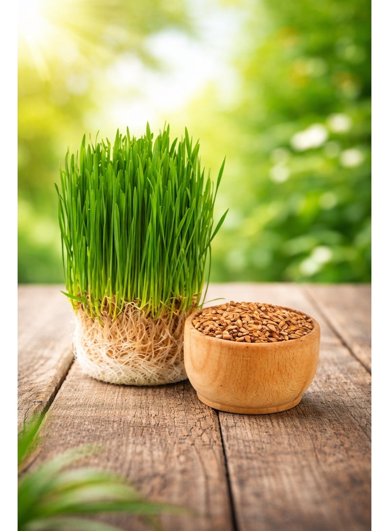 ڤسيل24 عبوة من 3 بذور عشب للقطط - بذور عشب مغذية وطازجة للقطط | نبات منزلي سهل النمو لهضم صحي والتحكم في كرات الشعر - Image 2