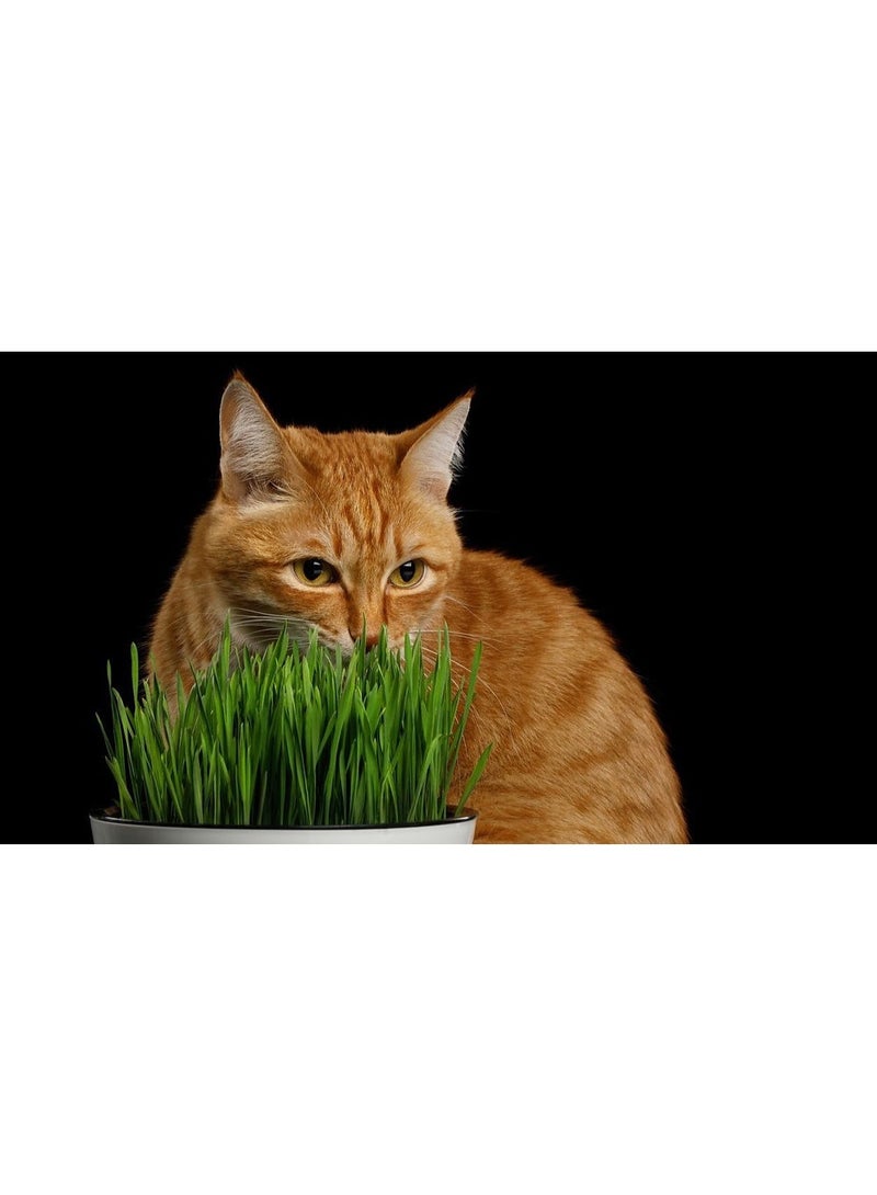 ڤسيل24 عبوة من 3 بذور عشب للقطط - بذور عشب مغذية وطازجة للقطط | نبات منزلي سهل النمو لهضم صحي والتحكم في كرات الشعر - Image 3
