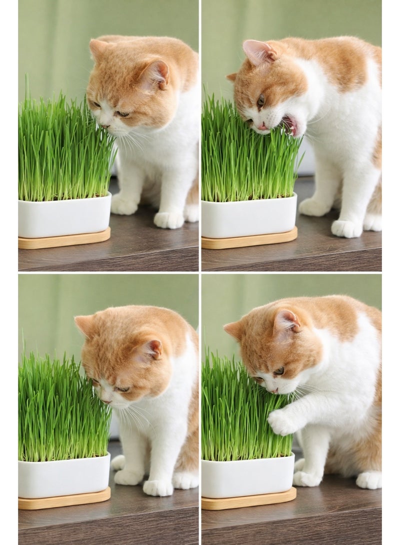 ڤسيل24 عبوة من 3 بذور عشب للقطط - بذور عشب مغذية وطازجة للقطط | نبات منزلي سهل النمو لهضم صحي والتحكم في كرات الشعر - Image 1