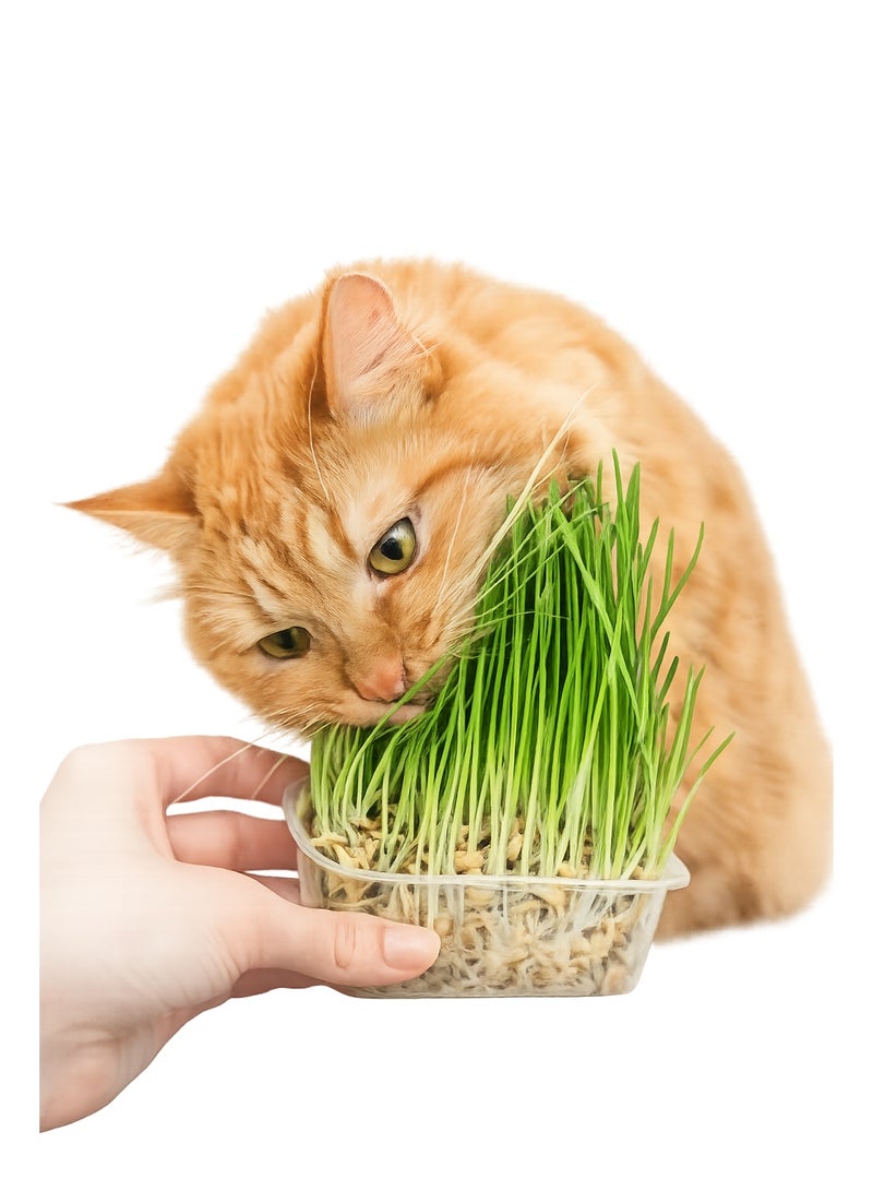 ڤسيل24 عبوة من 3 بذور عشب للقطط - بذور عشب مغذية وطازجة للقطط | نبات منزلي سهل النمو لهضم صحي والتحكم في كرات الشعر - Image 4