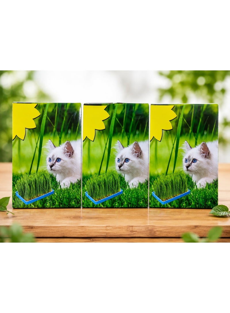 vsell24 Pack of 3 Cat Grass Seeds – Nutritious & Fresh Pet Grass Seeds for Cats | Easy Grow Indoor Plant for Healthy Digestion & Hairball Control - Image 4