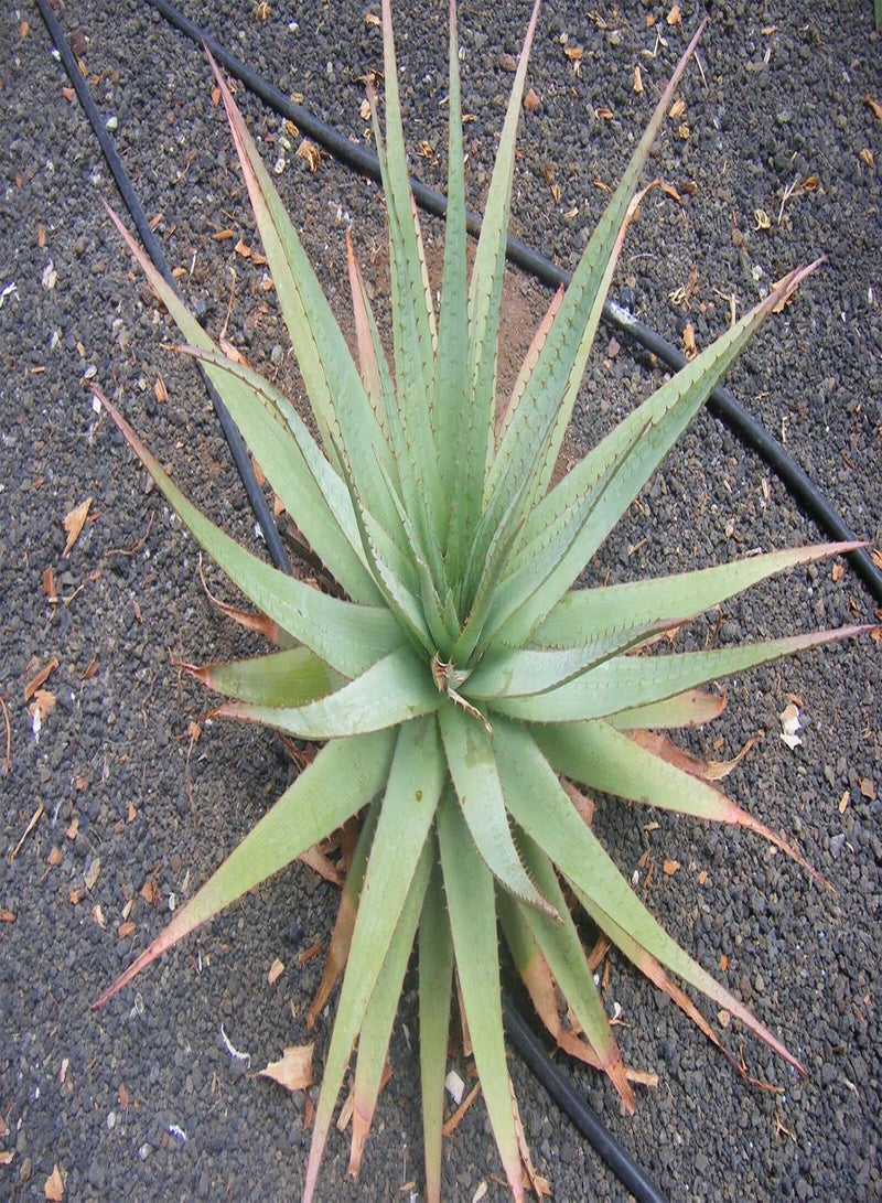 GGOOT Aloe pretoriensis - Pretoria Aloe - 10 Seeds - NPWS 