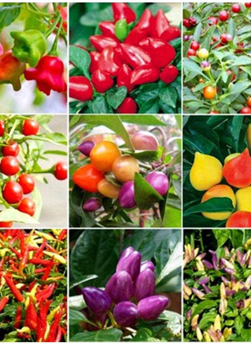 GGOOT - 200pcs Pepper Seeds Flower Green Vegetable Fruit Garden Plant Easy to Take Care - Image 1