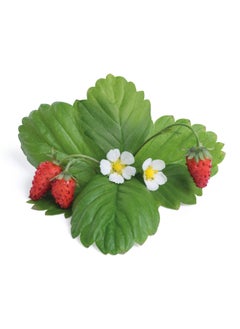 Veritable® Lingots® Collection Wild Red Strawberry - Small Fruits - Organic - Essential aromatic herbs   Organic Seeds - 100%  biodegradable, pesticide and GMO free. Made in France - pzsku/Z2BE35001DA806655897FZ/45/_/1733914397/cf325593-ffca-4c3b-8e70-fb7f3131b655