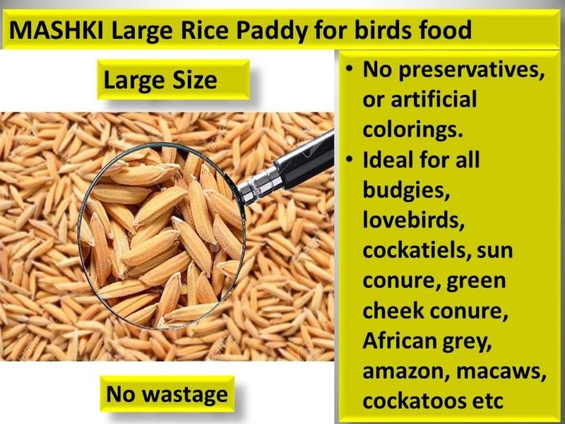 MASHKI Raw Basmati Rice Paddy: Nutrient-Rich All Life Stages Bird Food with Nellu Large Size Vadlu Seeds - Ideal for Love Birds, Cockatiels, Java Sparrows, Sun Conure (2 KG) - Image 2