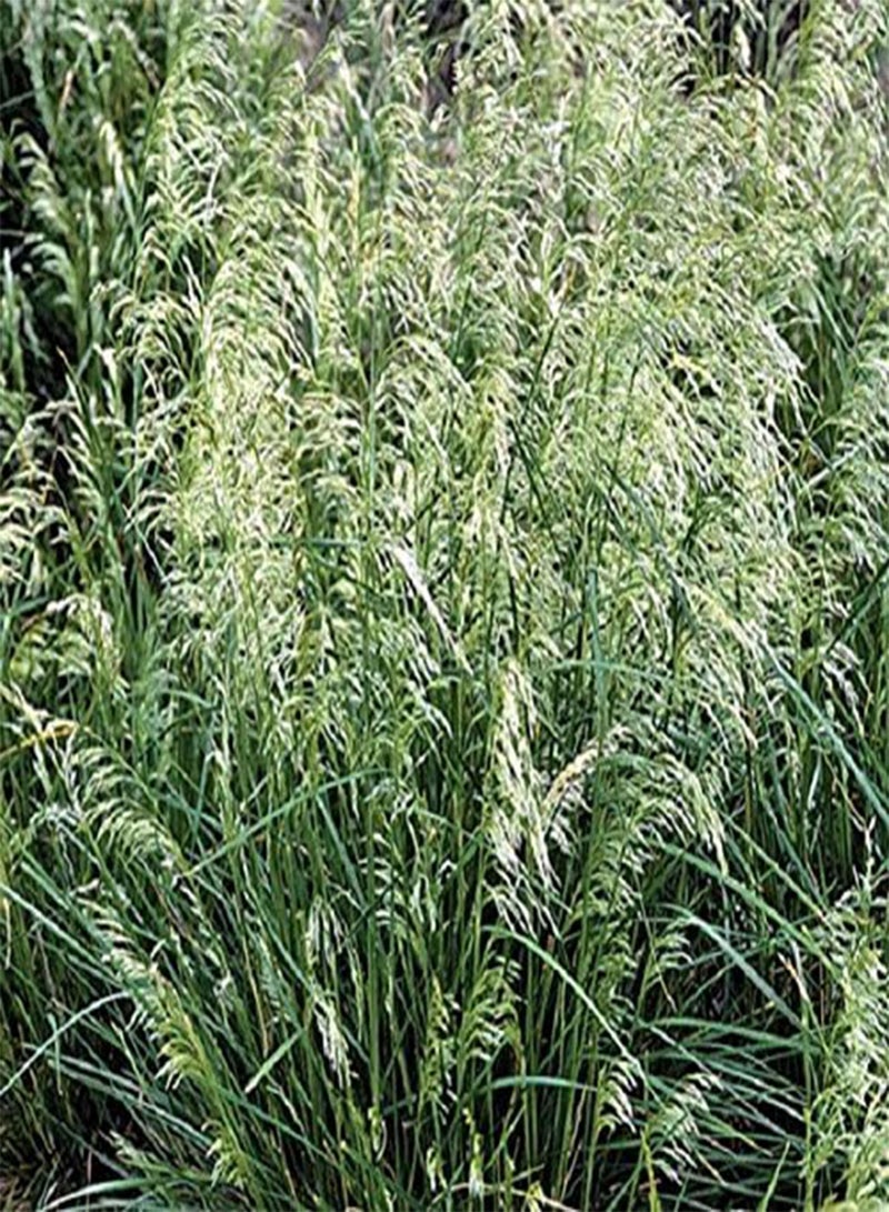 GGOOT Deschampsia Cespitosa Seeds, 'Pixie Fountain', Tufted Hair Grass. Great  for cool temperature. (100) - Image 2