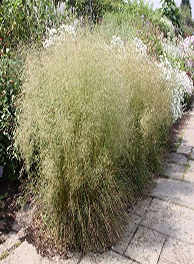 GGOOT Deschampsia Cespitosa Seeds, 'Pixie Fountain', Tufted Hair Grass. Great  for cool temperature. (100) - Image 3