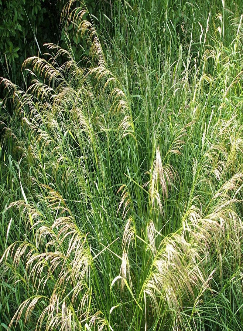 GGOOT Deschampsia Cespitosa Seeds, 'Pixie Fountain', Tufted Hair Grass. Great  for cool temperature. (100) - Image 1