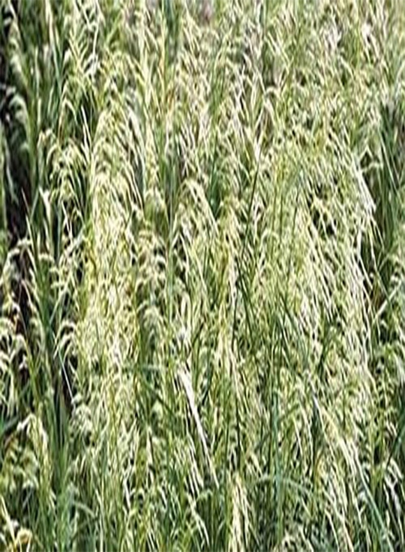 GGOOT Deschampsia Cespitosa Seeds, 'Pixie Fountain', Tufted Hair Grass. Great  for cool temperature. (100) - Image 4