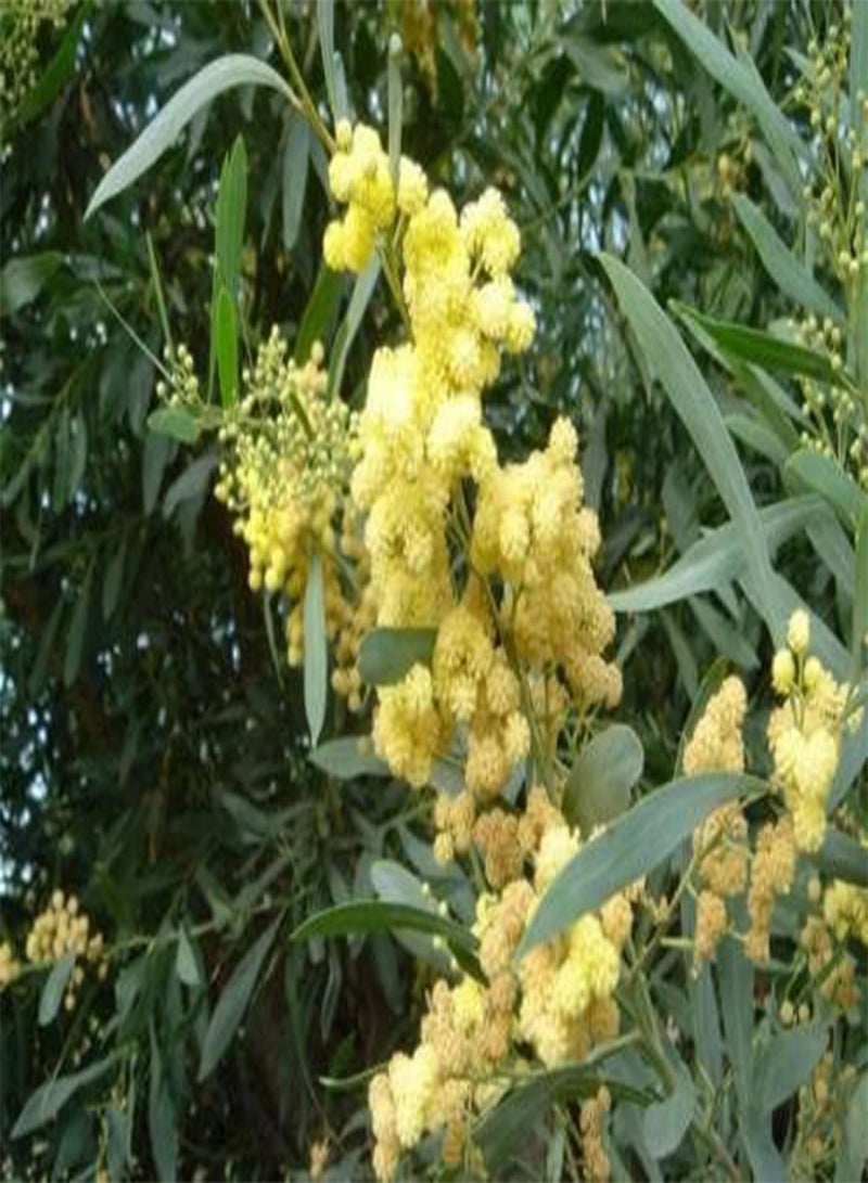 جي جوت شجيرة أكاسيا ريتينودز - خشخشة الماء - HH (20 بذرة) - Image 2