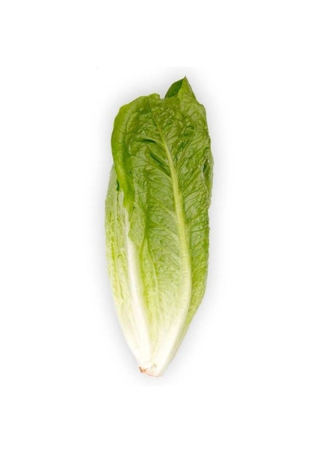 Romaine Lettuce, Approx 350g, Spain