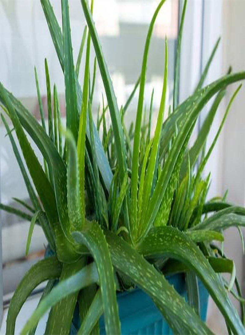 GGOOT 40pcs  Aloe Vera Plant Seeds  - Image 4