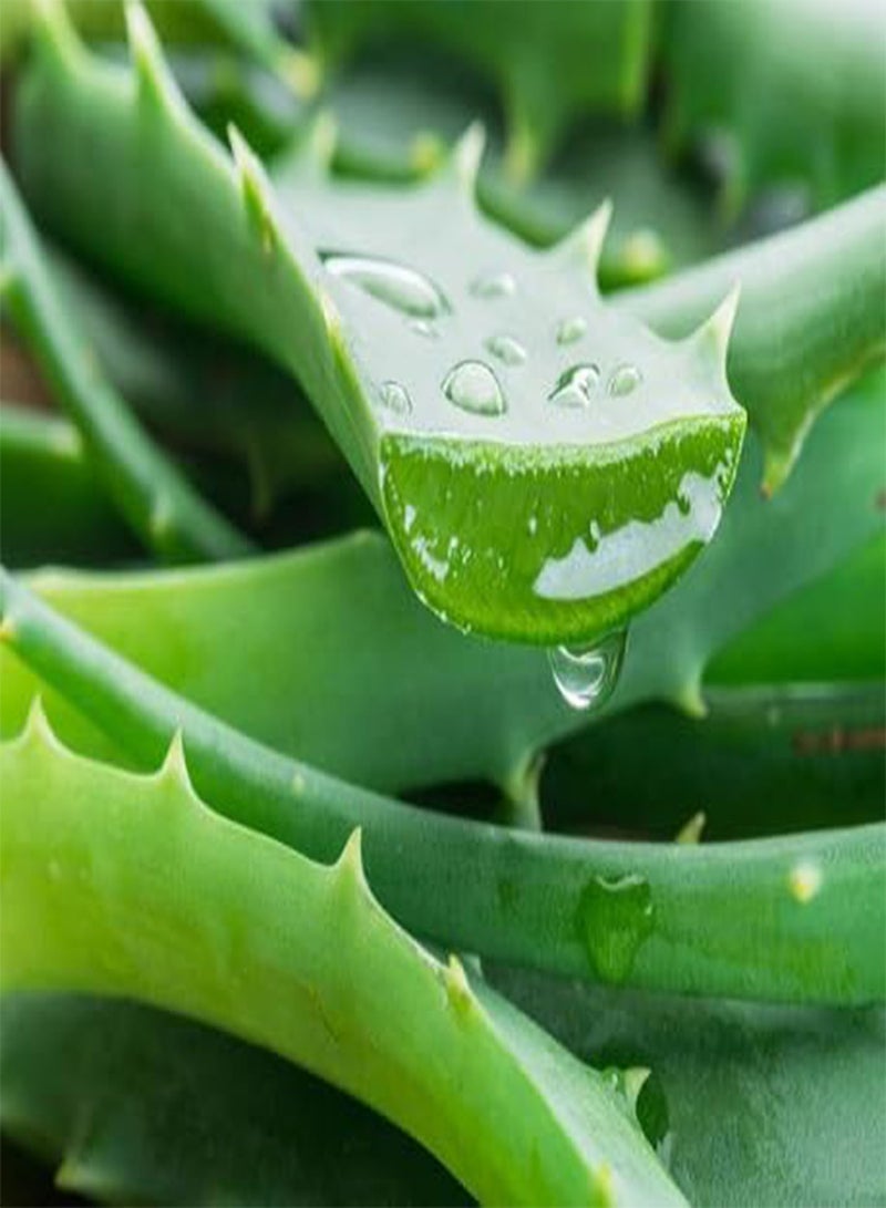 GGOOT 40pcs  Aloe Vera Plant Seeds  - Image 2