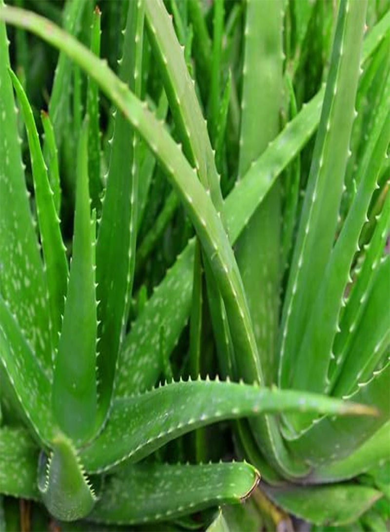 GGOOT 40pcs  Aloe Vera Plant Seeds  - Image 1