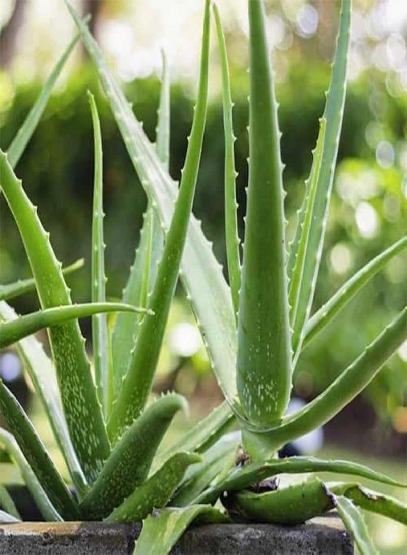 GGOOT 40pcs  Aloe Vera Plant Seeds  - Image 3