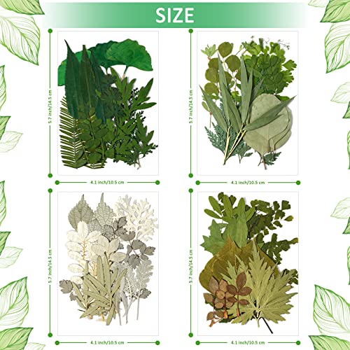 Timtin 84 Pieces Dried Pressed Leaves Flowers for Resin Mini Dried Flowers for Crafts Greenery Assorted for Art DIY Handmade Bookmarks 4 Bags(Classic Style) - Image 5