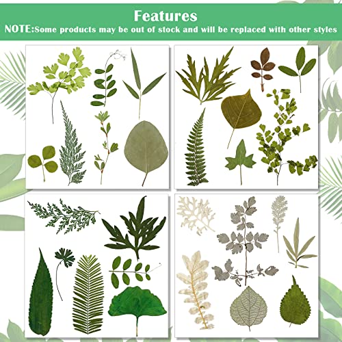 Timtin 84 Pieces Dried Pressed Leaves Flowers for Resin Mini Dried Flowers for Crafts Greenery Assorted for Art DIY Handmade Bookmarks 4 Bags(Classic Style) - Image 3