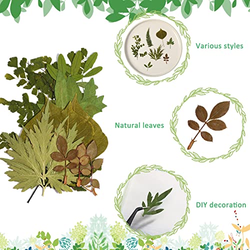 Timtin 84 Pieces Dried Pressed Leaves Flowers for Resin Mini Dried Flowers for Crafts Greenery Assorted for Art DIY Handmade Bookmarks 4 Bags(Classic Style) - Image 2