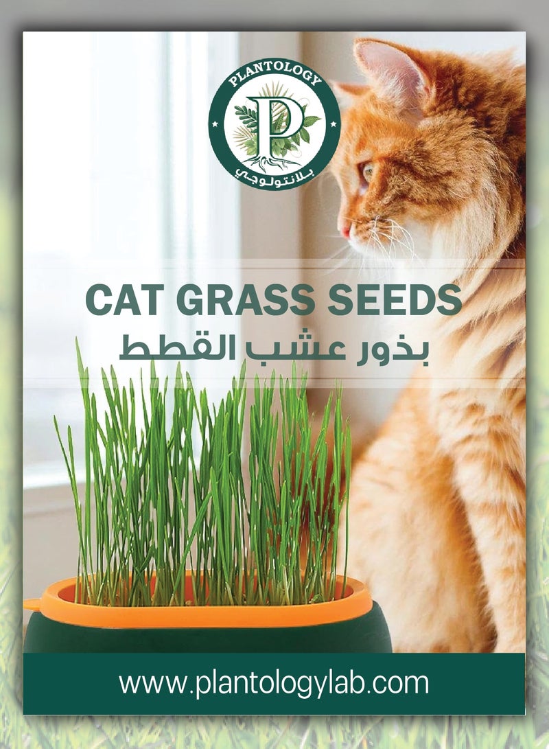 بذور عشب القطط للزراعة - عشب القطط سهل النمو - عشب للقطط - Image 1