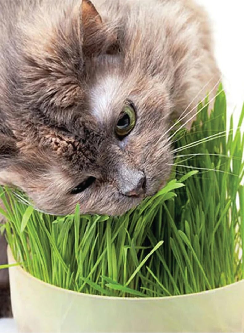 بذور عشب القطط للزراعة - عشب القطط سهل النمو - عشب للقطط - Image 2