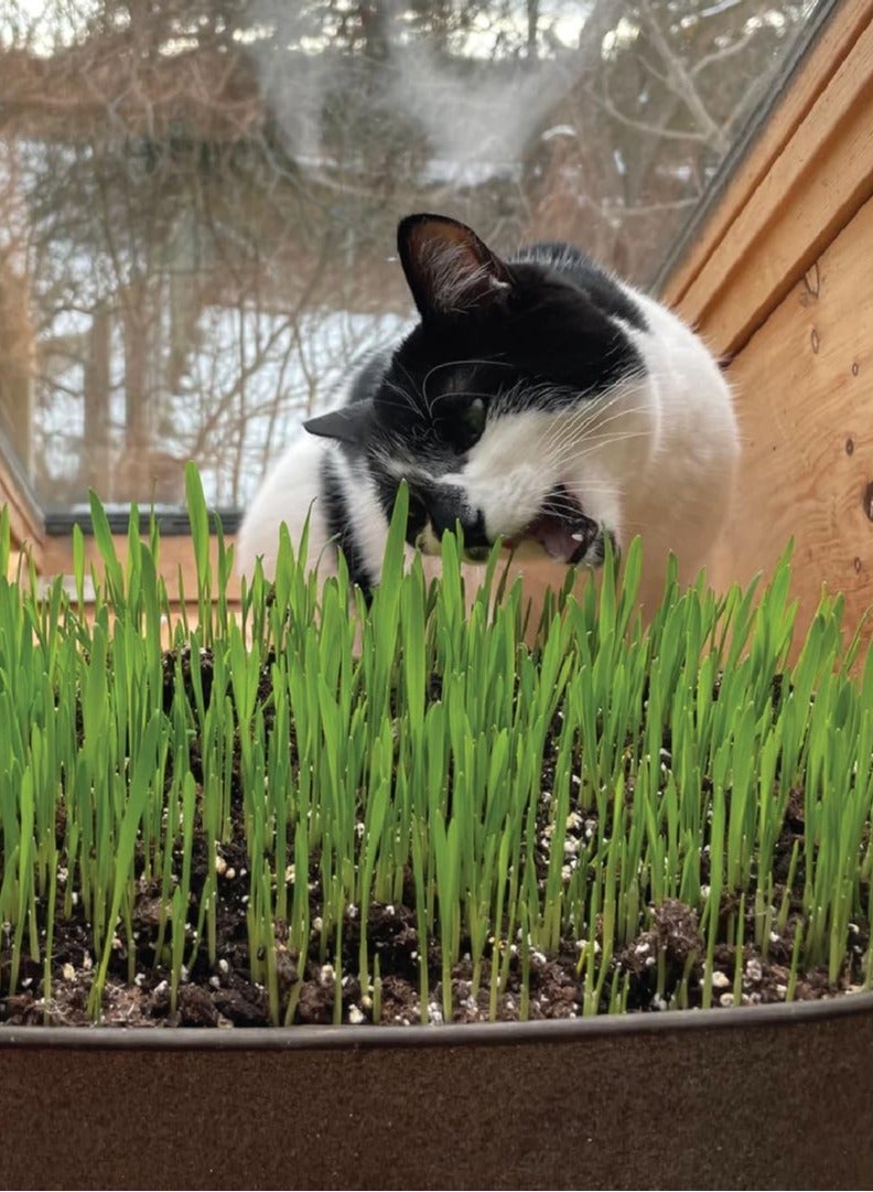 بذور عشب القطط للزراعة - عشب القطط سهل النمو - عشب للقطط - Image 3