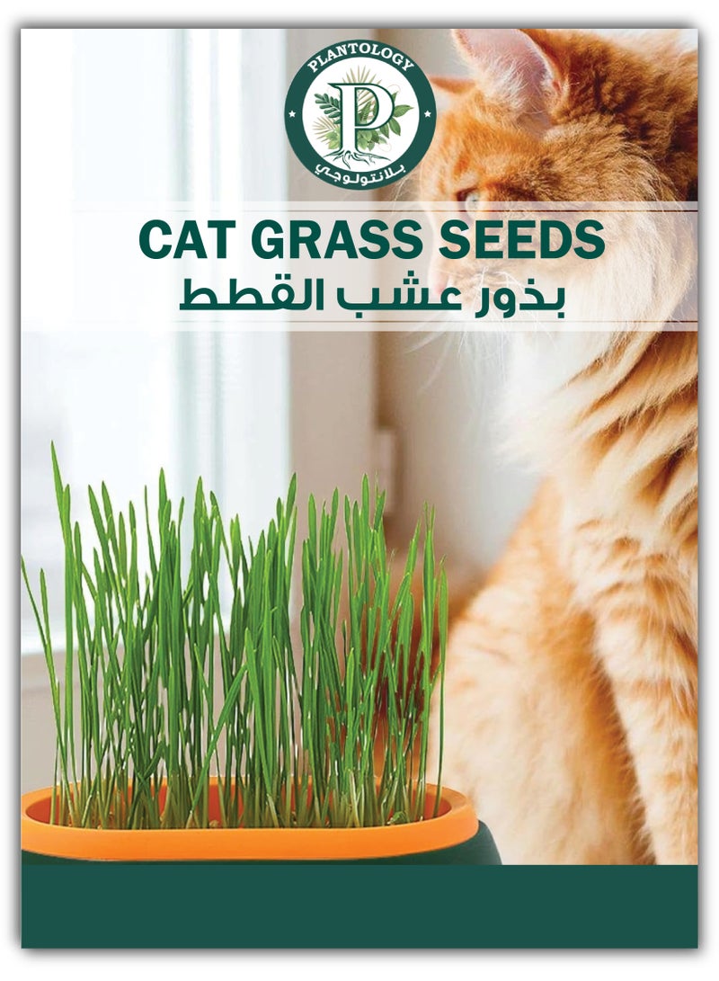 Cat Grass Seeds for Planting - Cat Grass Easy Grow - Grass for Cats - Image 1