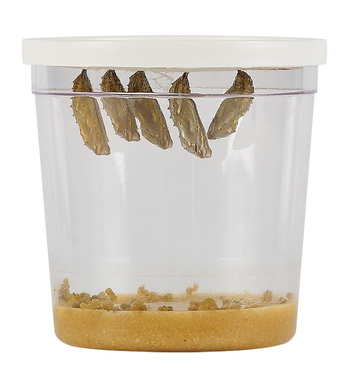 Insect Lore كوب الحشرات من اليرقات | 5 يرقات حية لحديقة الفراشات | إعادة تعبئة لمجموعة فراشة السيدة المطلية | ملصقات وسجل الشرنقة | نشاط تعليمي STEM - Image 4