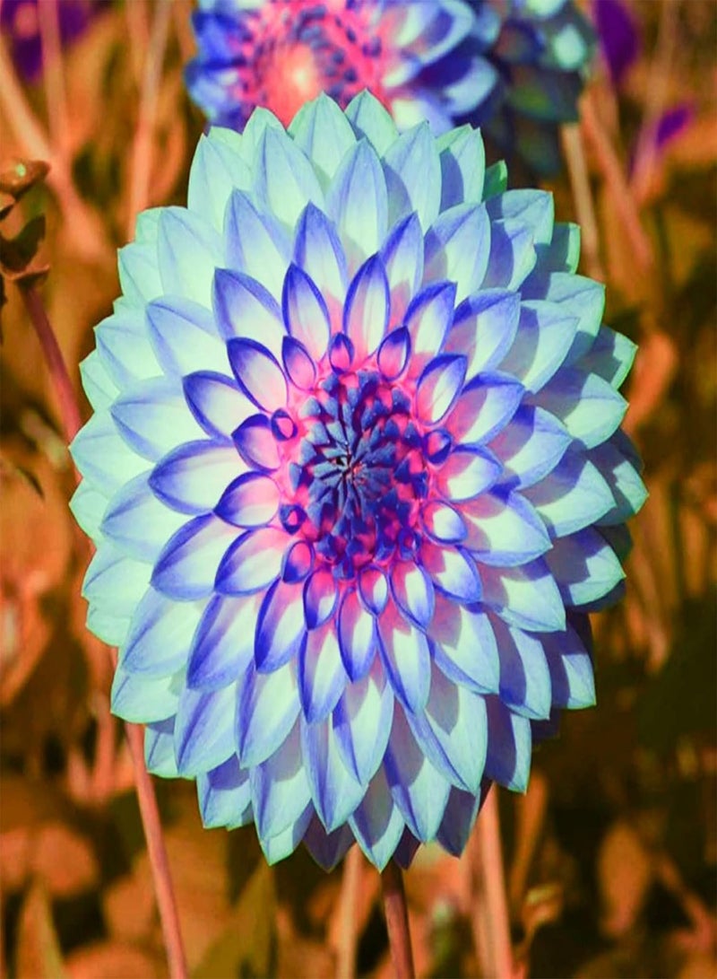 GGOOT Can be Planted All Year Round/Dahlia Seeds/Perennial Plants/Extraordinary Flowers/Long Flowering period-55 PCS,c