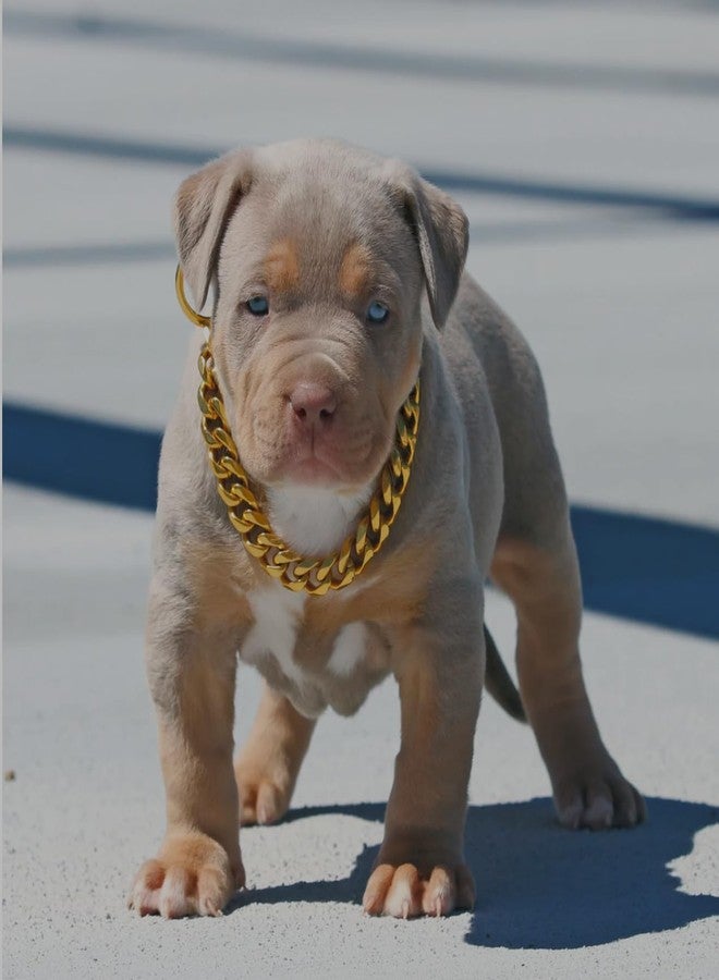 Super Chain Dog Gold Necklace Pure Brass Heavy Duty Diamond Cut Dog Collar for Cats,Puppies and All Breed Dogs (4 Mm,24 Inch-Large) - Image 2