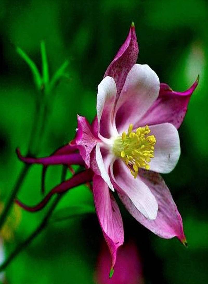 GGOOT seeds 30Pcs Multicolor Columbine Seeds,Hardy Perennial Summer Flowering Seeds Easy to Grow Home Garden Outdoor Yard Farm Plant Columbine Seeds - Image 3