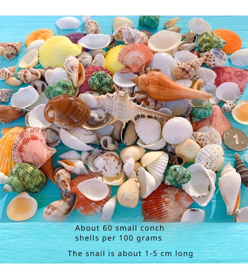 Natural Shell Mixture About 60pcs Small Conch Shells For Aquarium Landscaping Beach Wedding Decorations DIY Art Projects White And Colorful Small Sized 0.5 To 1.5 Inches Landscape Filler - Image 3