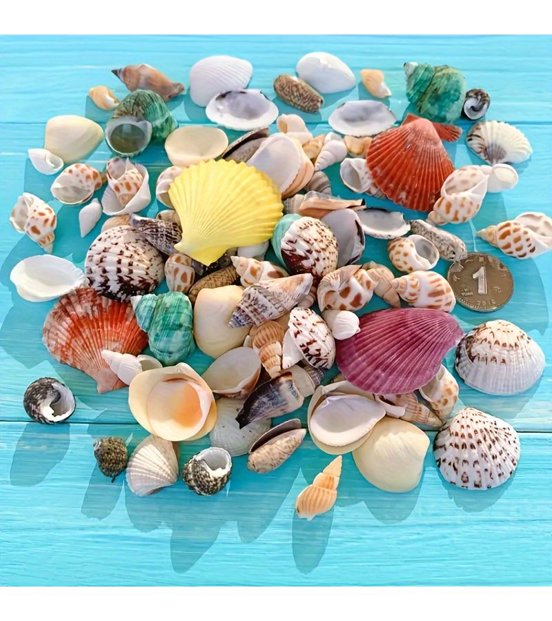 Natural Shell Mixture About 60pcs Small Conch Shells For Aquarium Landscaping Beach Wedding Decorations DIY Art Projects White And Colorful Small Sized 0.5 To 1.5 Inches Landscape Filler - Image 5