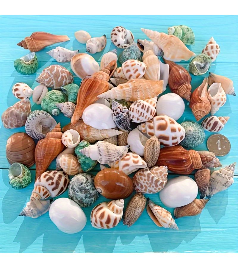 Natural Shell Mixture About 60pcs Small Conch Shells For Aquarium Landscaping Beach Wedding Decorations DIY Art Projects White And Colorful Small Sized 0.5 To 1.5 Inches Landscape Filler - Image 4