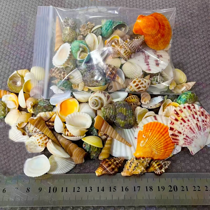 Natural Shell Mixture About 60pcs Small Conch Shells For Aquarium Landscaping Beach Wedding Decorations DIY Art Projects White And Colorful Small Sized 0.5 To 1.5 Inches Landscape Filler - Image 2