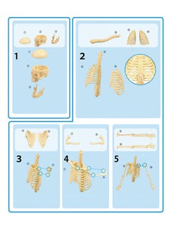 GROIC GROIC Mini Human Skeleton Model with Movable Arms Legs and Stand for Kid to Study Educational toys Explore science  - Image 3