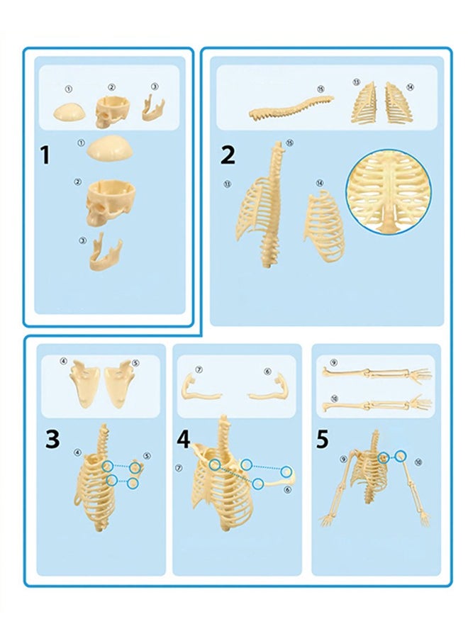 GROIC GROIC Mini Human Skeleton Model with Movable Arms Legs and Stand for Kid to Study Educational toys Explore science  - Image 3