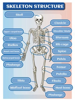 GROIC GROIC Mini Human Skeleton Model with Movable Arms Legs and Stand for Kid to Study Educational toys Explore science  - Image 5