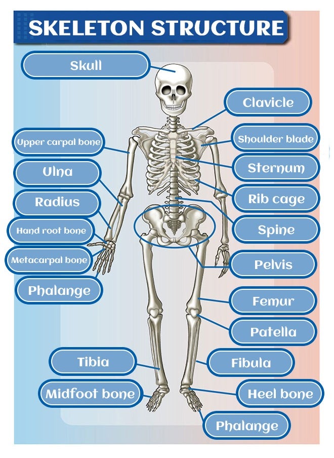 GROIC GROIC Mini Human Skeleton Model with Movable Arms Legs and Stand for Kid to Study Educational toys Explore science  - Image 5