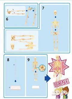 GROIC GROIC Mini Human Skeleton Model with Movable Arms Legs and Stand for Kid to Study Educational toys Explore science  - Image 4
