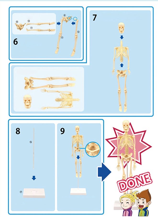 GROIC GROIC Mini Human Skeleton Model with Movable Arms Legs and Stand for Kid to Study Educational toys Explore science  - Image 4