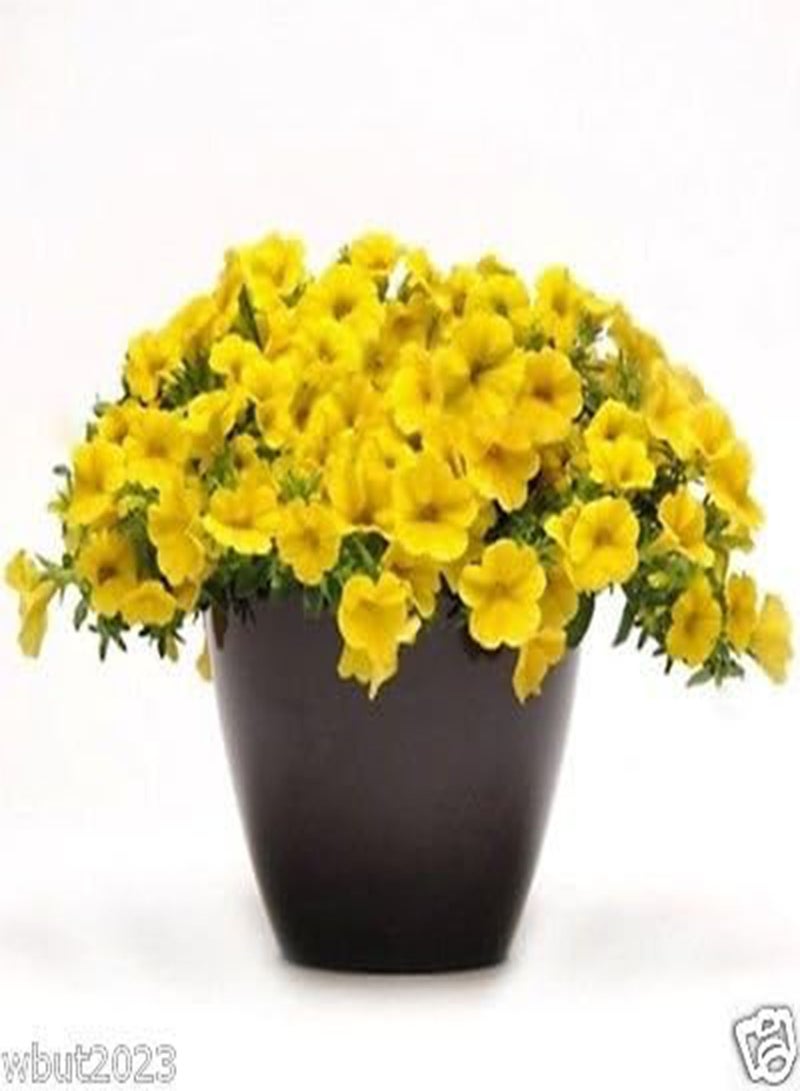 GGOOT 10 Seeds  Kabloom - Yellow Flowers - The First  From Seed - Pellet - Image 2