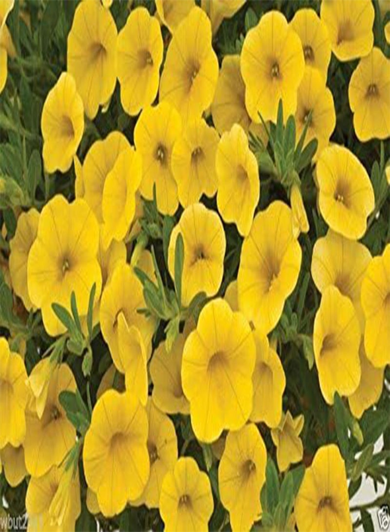 GGOOT 10 Seeds  Kabloom - Yellow Flowers - The First  From Seed - Pellet - Image 3