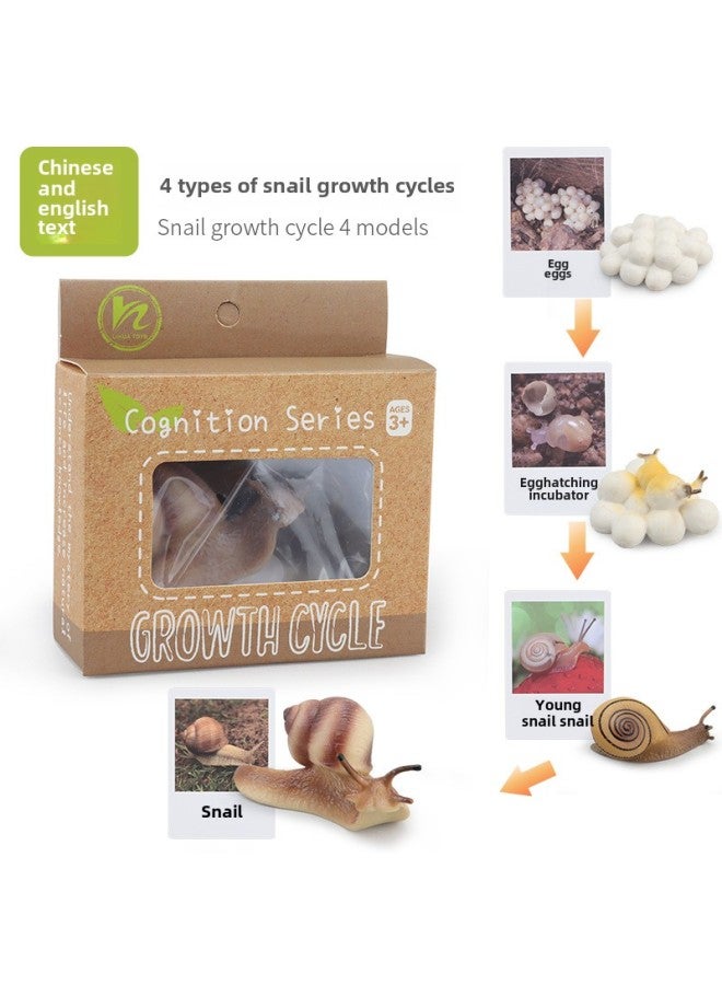 Realistic Simulation Animal Plant Models Toy Collection - Dinosaurs Dragons Unicorns Mermaids Sharks More-Color:PL127-2442 Snail Growth Cycle + Chinese Card + Color Box  - Image 1