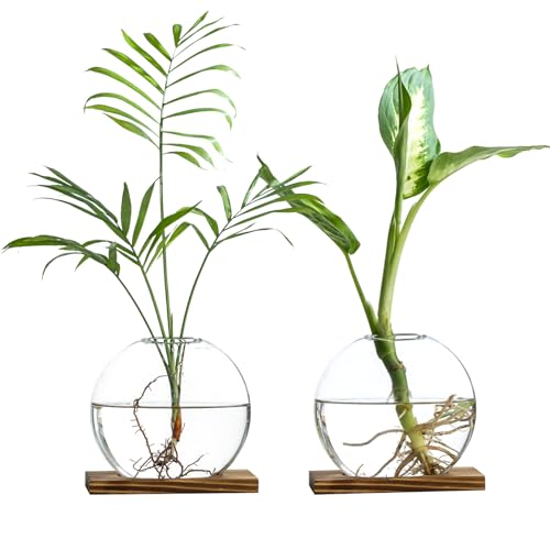 wangsdjy Glass Planter Propagation Station with Wooden Base Clear Oblate Hydroponic Vase Decorative Desktop Flower Vase for Home Office Windowsill Gift for Plant Lovers 2 - Image 1