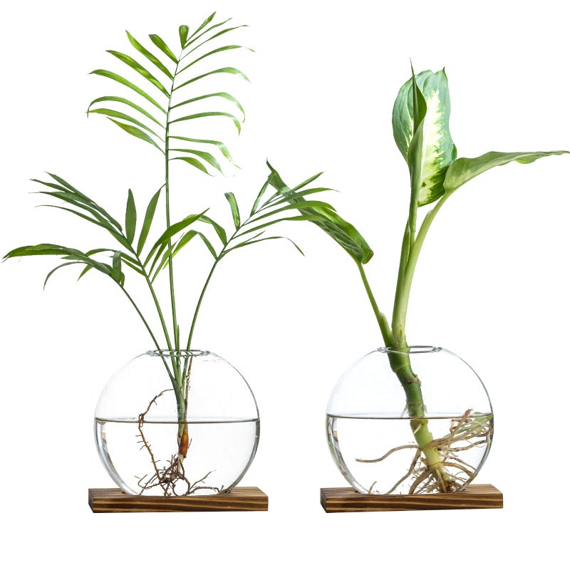 wangsdjy Glass Planter Propagation Station with Wooden Base Clear Oblate Hydroponic Vase Decorative Desktop Flower Vase for Home Office Windowsill Gift for Plant Lovers 2 - Image 2