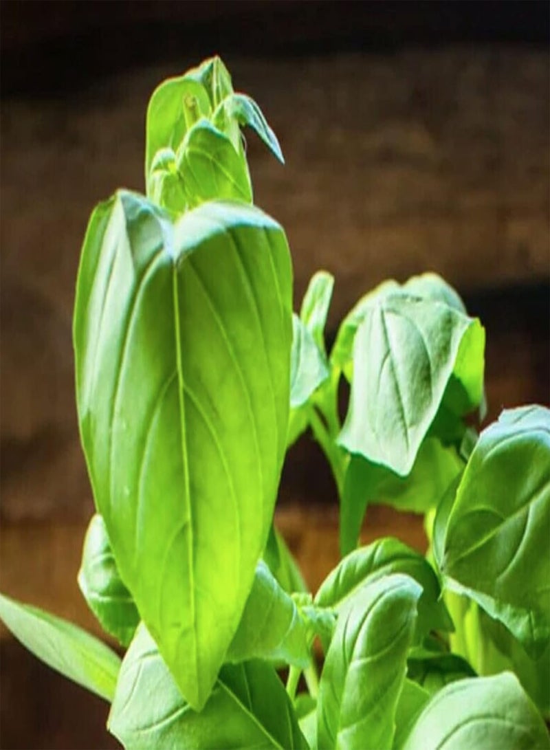 GGOOT 1300 Seeds of Herb - Basil - Easy to Grow - Ocimum Basilicum
