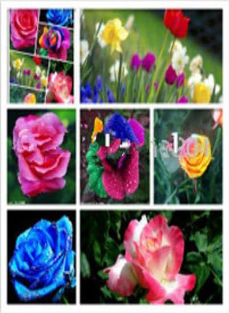 بذور شجيرات الورد من مستر سيدز، ٢٠٠ قطعة من الزهور النادرة، شجيرات الورد. بذور صفراء، حمراء، وردية، بنفسجية، نباتات البستنة، بونساي غريبة.