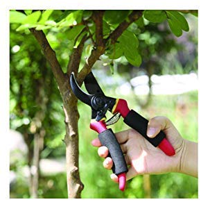 Birud Garden Shears Sharp Cutter Pruners Scissor and Garden Hand Saw Tools Cutting Sawing Pruning Tree Branch - Image 4